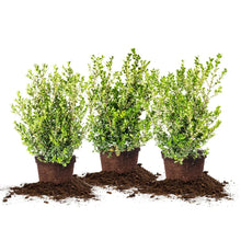 BoxwoodCollection_3-pack - Brands For Less USA